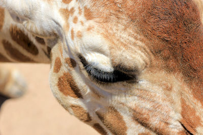 Close-up of giraffe