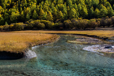 River stream amidst trees in forest