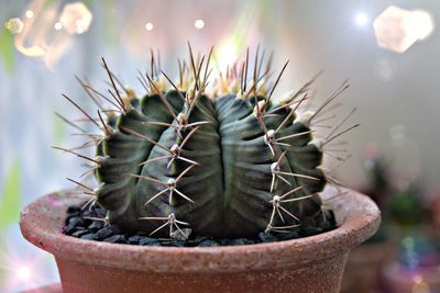 Close-up of cactus
