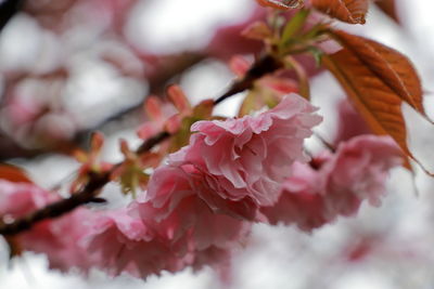 Close-up of pink cherry blossoms