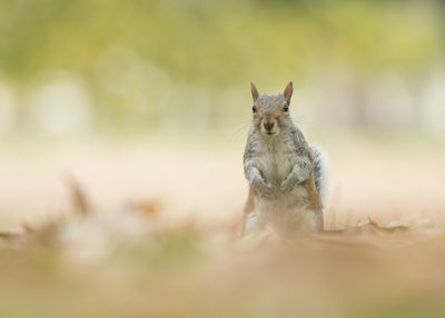 Cute gray squirrel standing looking at the camera between autumn leaves on the grass