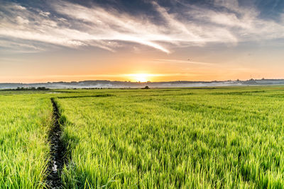 Scenic view of field against sky during sunset