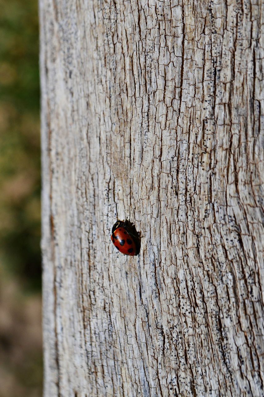 INSECT ON TREE TRUNK