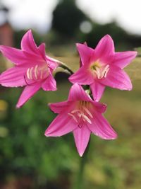 Close-up of pink flower blooming outdoors