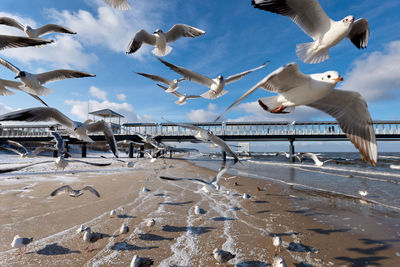 Seagulls flying over sea shore