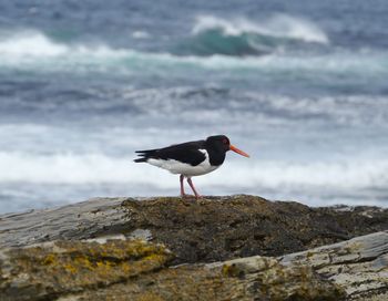 Bird perching on rock at beach