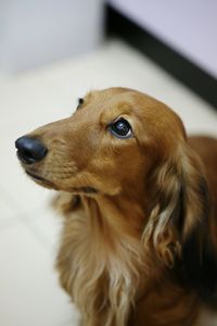 Close-up of dog at home