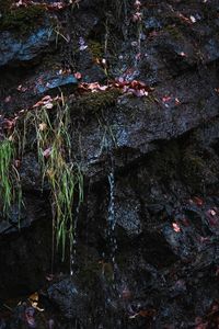 Close-up of moss growing on rock