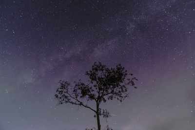 Low angle view of tree against sky at night