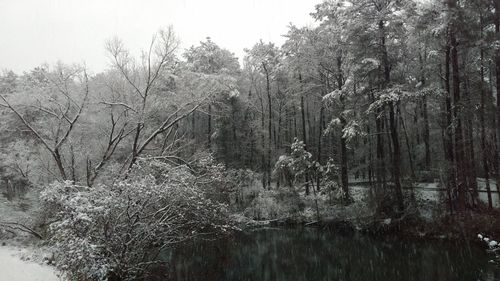 Scenic view of river in forest against sky