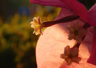 Close-up of pink flower