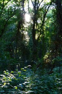 Sun shining through trees in forest