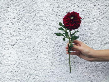 Close-up of hand holding flower against white wall