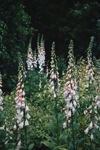 Close-up of plants