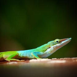 Close-up of lizard on leaf