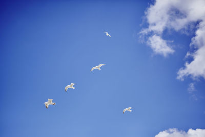 Low angle view of seagulls flying in sky