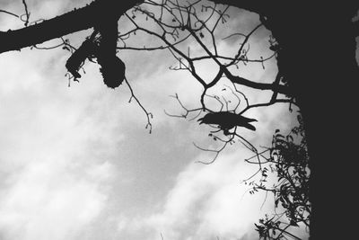 Low angle view of bare tree against sky