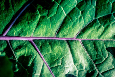 Full frame shot of fresh green leaves