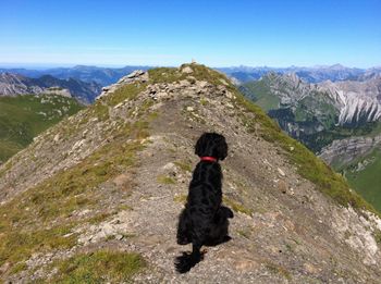 Rear view of black dog sitting on cliff
