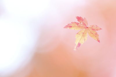 Close-up of maple leaves during autumn