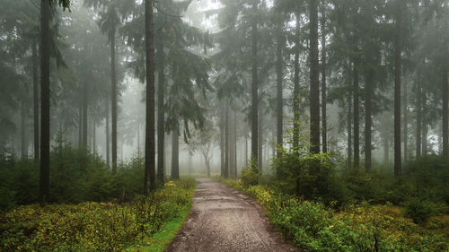 Dirt road amidst trees in forest