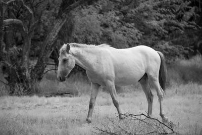 Horse standing in a field