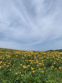 Yellow flowering plants on field against sky