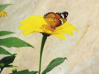 Close-up of a butterfly on flower