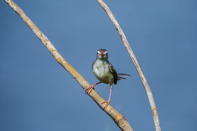 Low angle view of bird perching on branch against sky