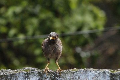 Close-up of bird perching on branch