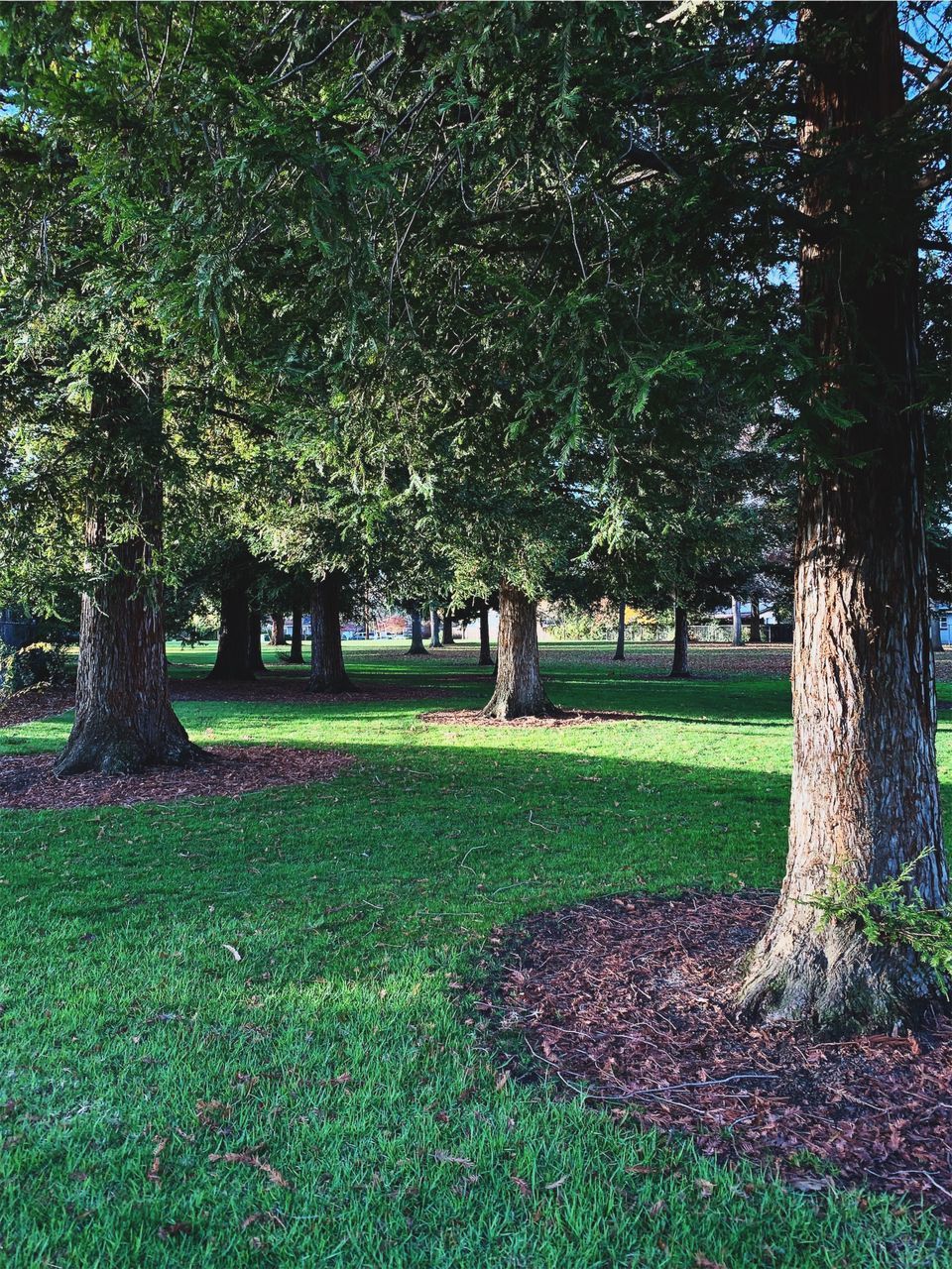 TREES GROWING IN PARK