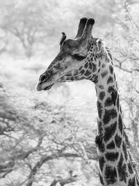 Close-up of giraffe