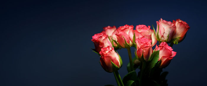 Close-up of pink rose against black background