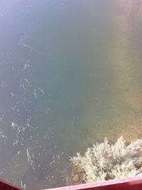 High angle view of plants by sea