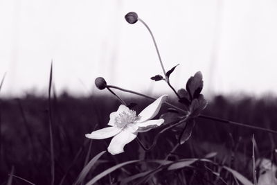 Close-up of flowers