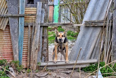 Portrait of dog