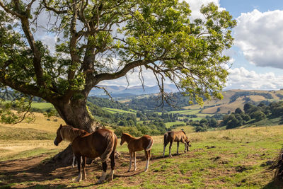 Horses grazing on grassy field