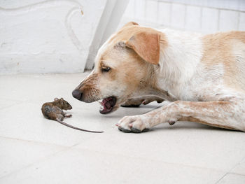 Dog lying on floor