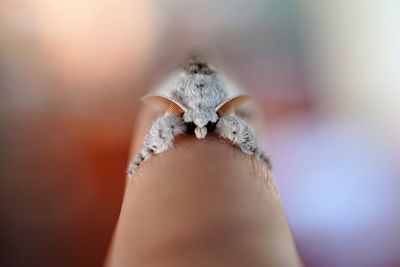 Close-up of tussock moth on human hand