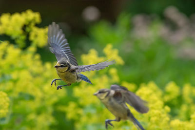 Bird flying