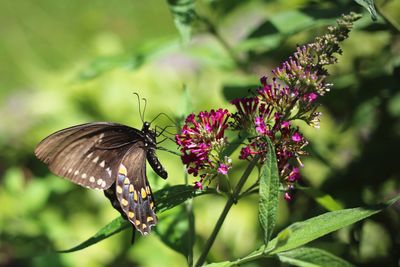 Close-up of butterfly pollinating on flower