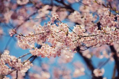 Low angle view of cherry blossoms on tree