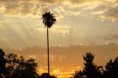 Silhouette of trees at sunset