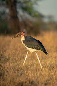 Gray heron on field