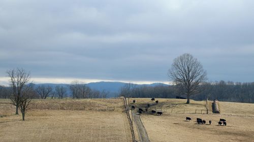 Bare trees on field against sky