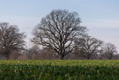 Bare trees on field against sky