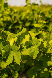 Close-up of fresh green leaves