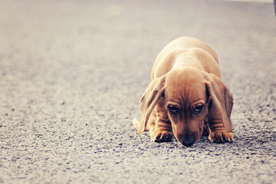 Close-up portrait of dog