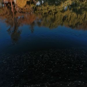 Reflection of trees in water