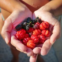 Close-up of hand holding fruit